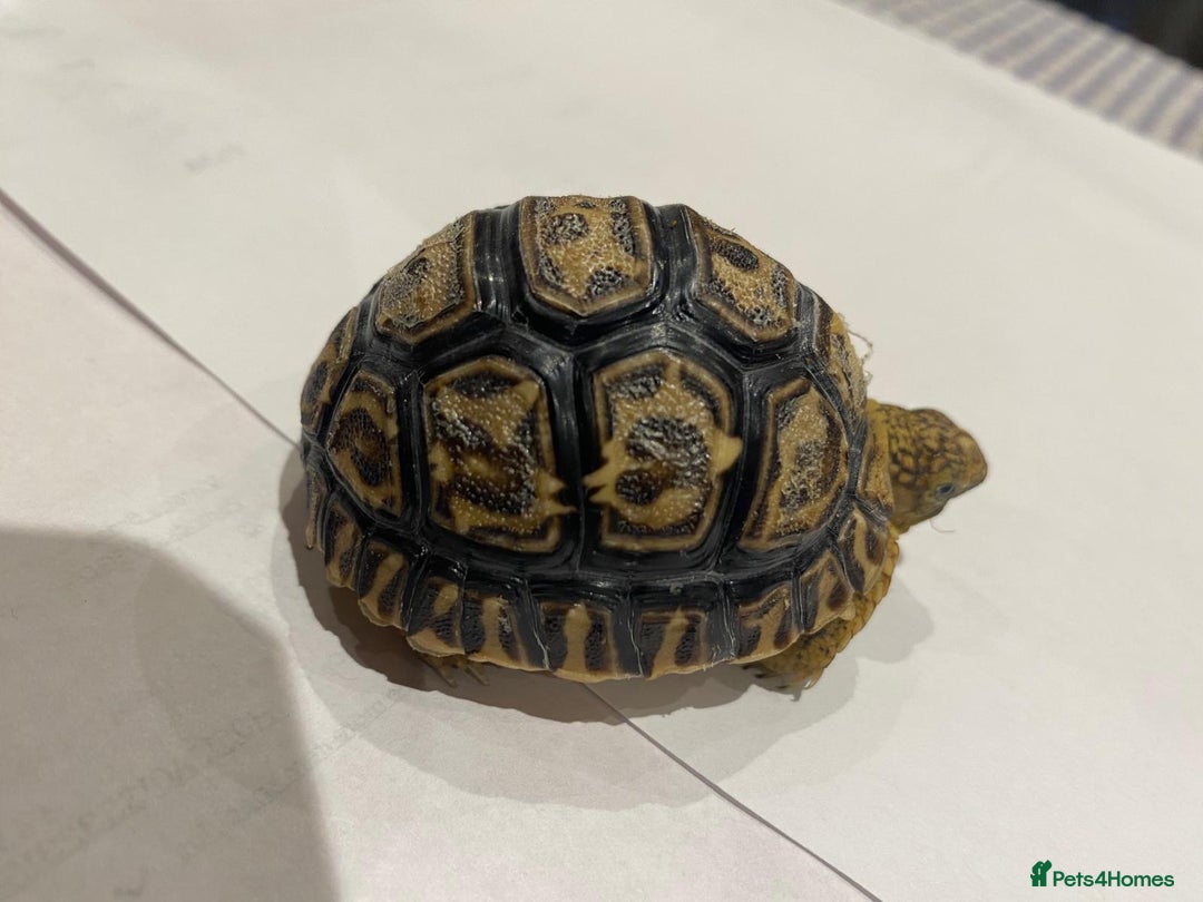 Tortoise reptiles for sale: Leopard tortoises  in Weston-super-Mare - Image 9
