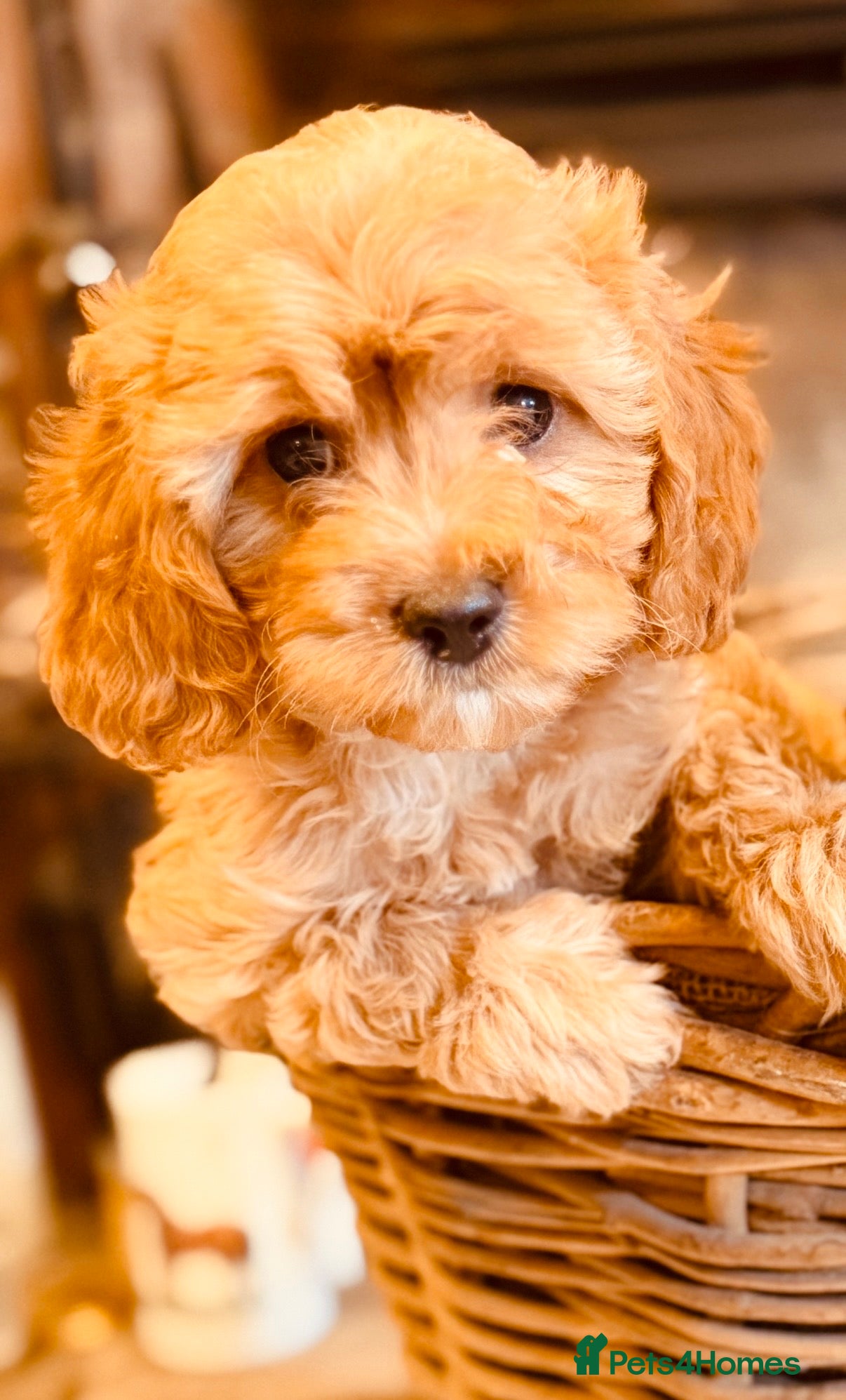 Cavapoo dogs F1 Heath Tested Teddy Faced Cavapoo Darlings  - Advert 2