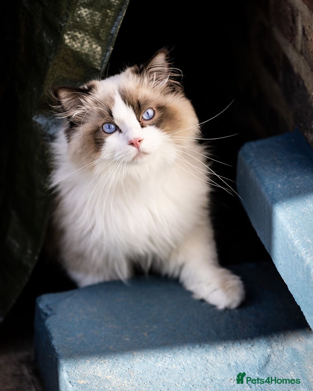 Ragdoll cats for stud: 5 Pedigree TICA European Famous R-Bloodline  in London - Image 10