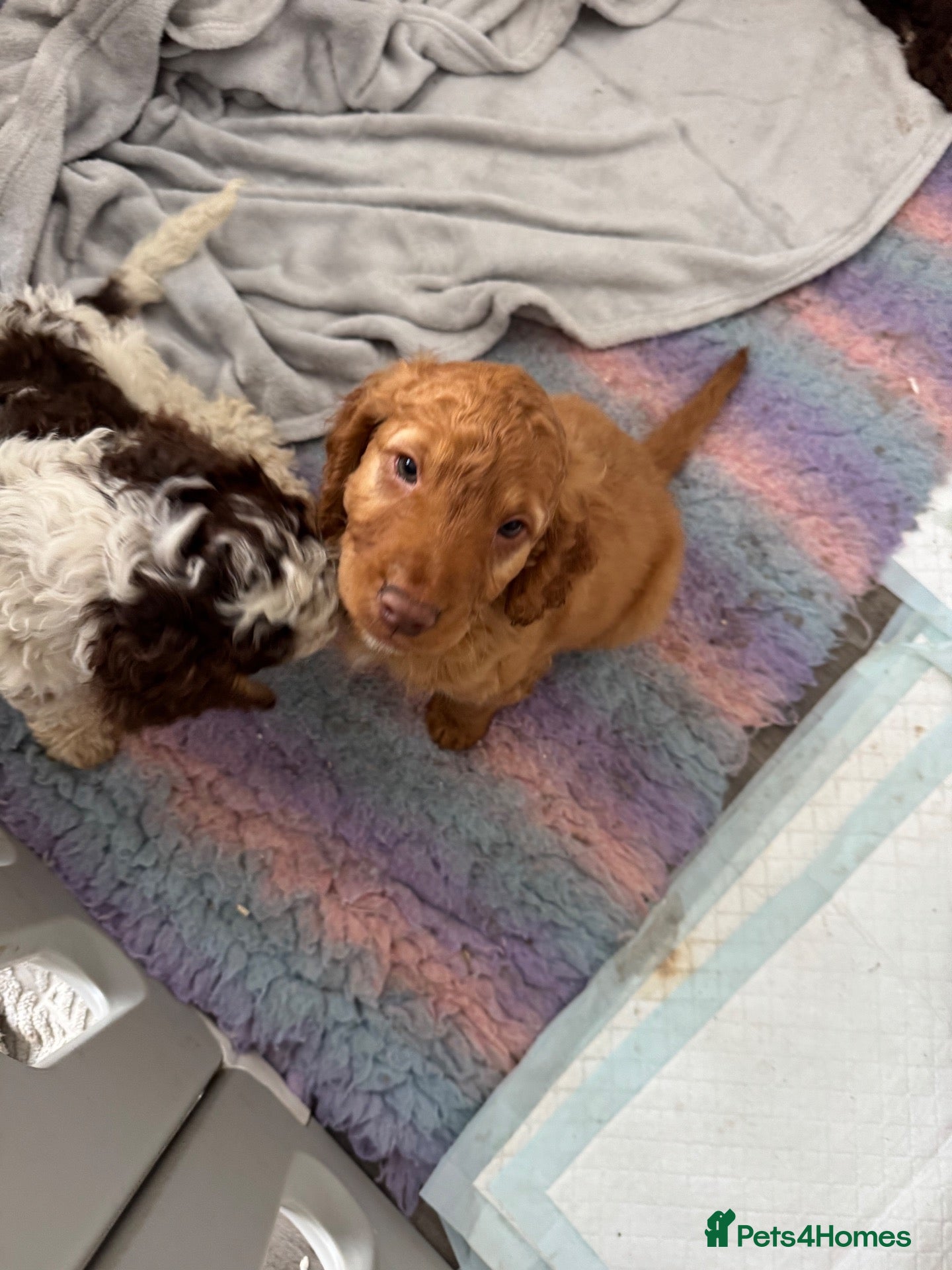 Cockapoo dogs F2 cockapoo 1 RED BOY remaining!  ❤️ - Advert 2