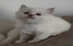 Ragdoll cats for sale: GCCF registere ragdoll kittens ready now 🐱 😍 in Berkhamsted - Image 9