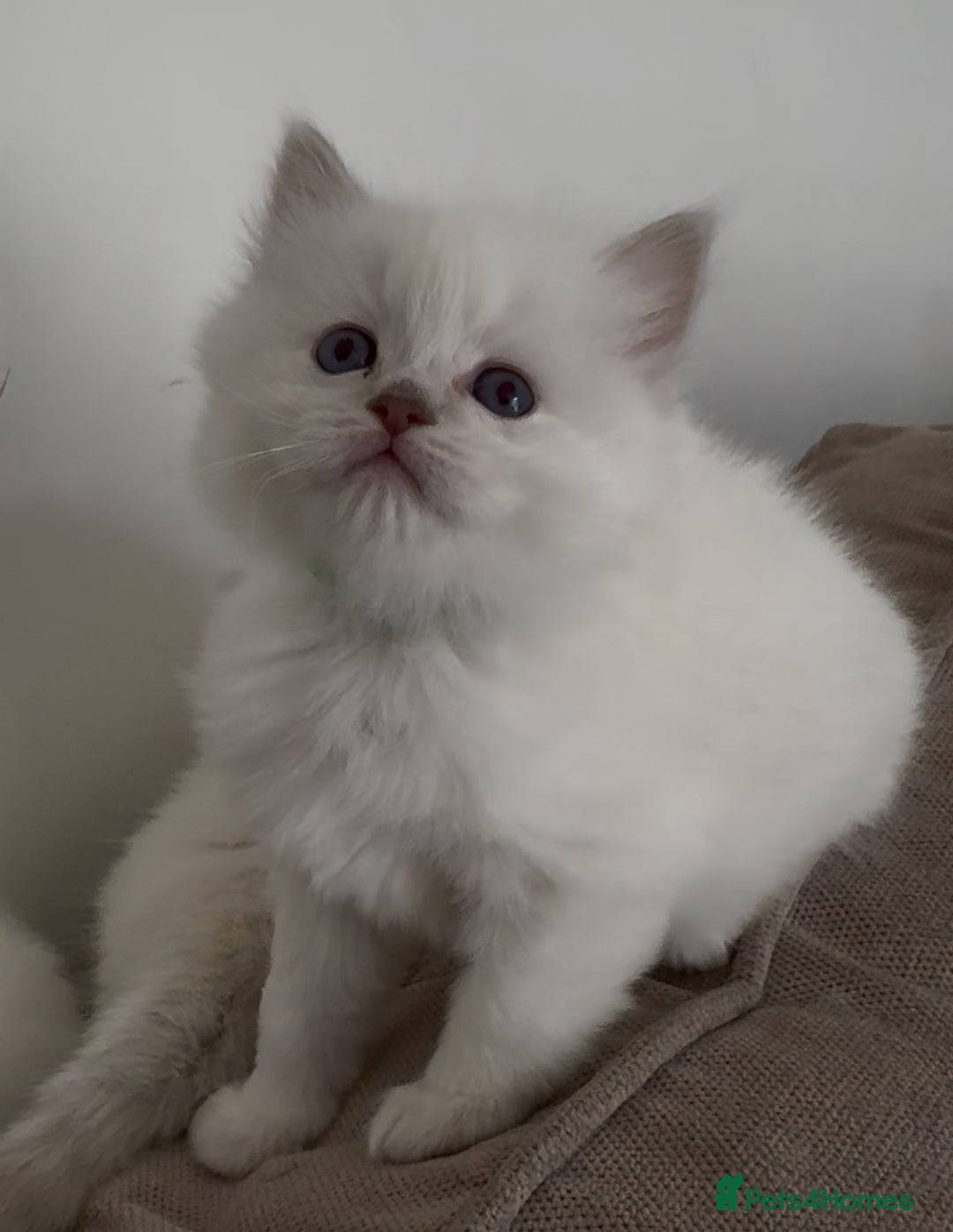 Ragdoll cats for sale: GCCF registere ragdoll kittens ready now 🐱 😍 in Berkhamsted - Image 9