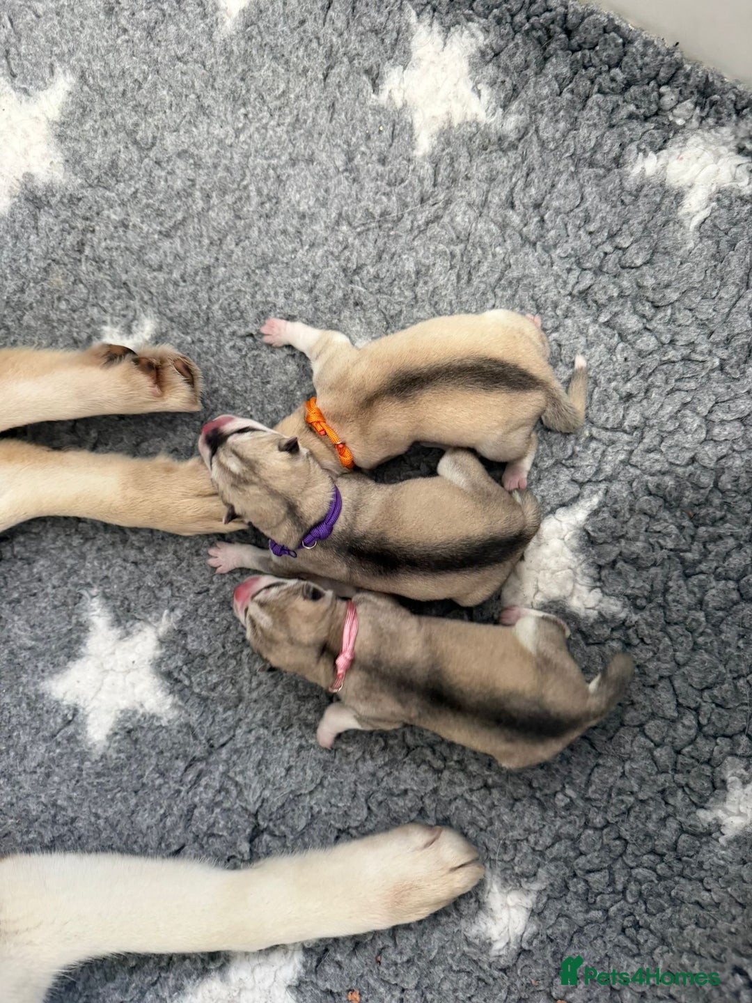 Siberian Husky dogs for sale: ✨ Exceptional Pedigree Siberian Husky Puppies ✨ - Advert 6