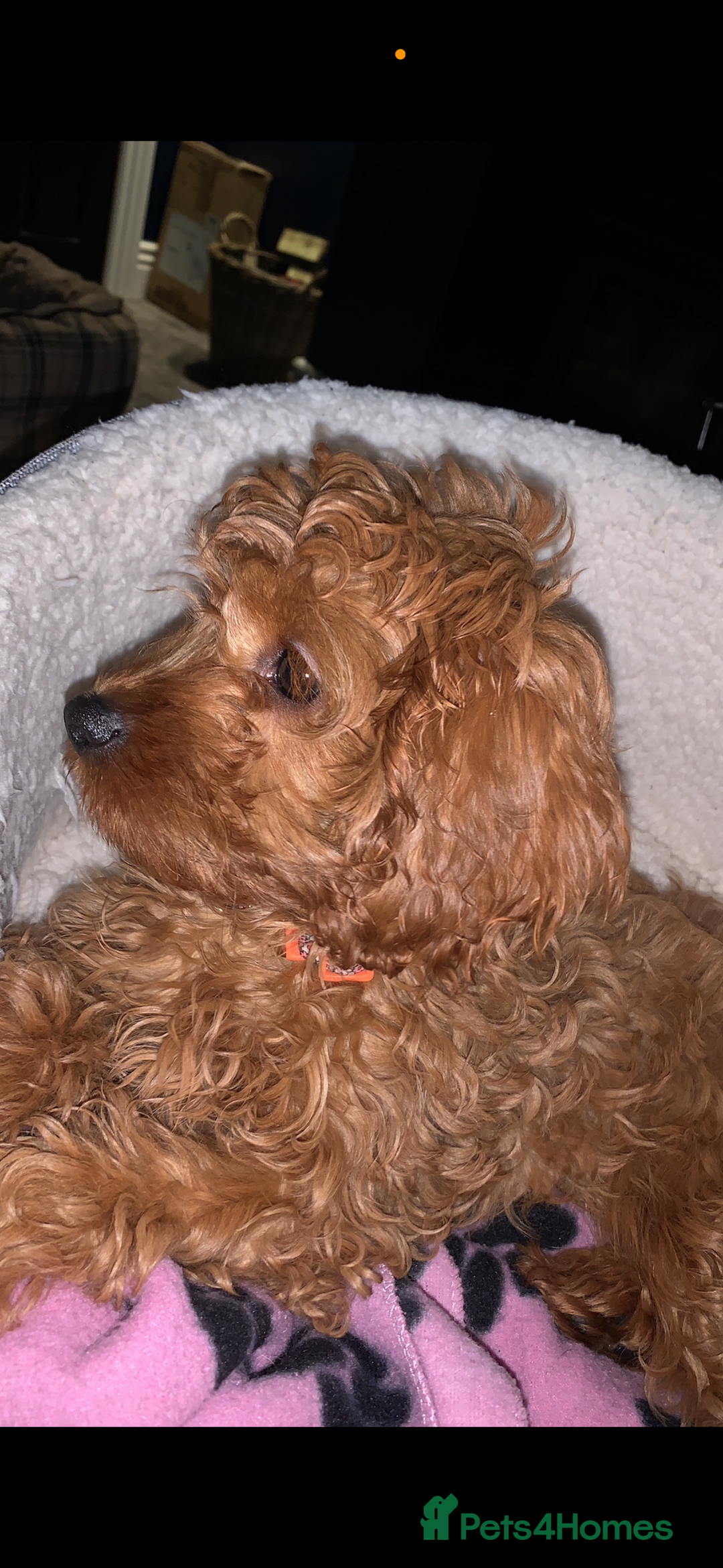 Cavapoo dogs for sale: Stunning Litter of F1B Cavapoo Puppies - Image 9