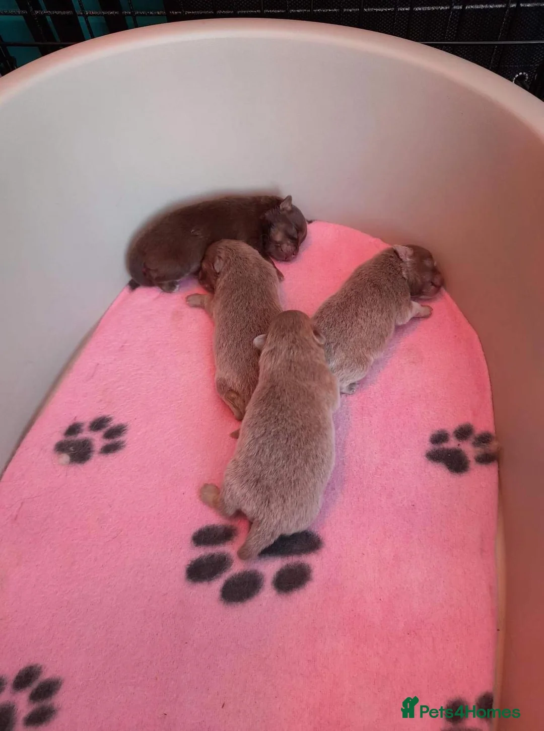 Pomeranian dogs for stud: 1.8kg Tiny Choco Carry Tan Blue Lilac DNA tested in Rotherham - Advert 18