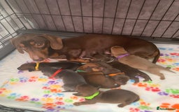 Miniature Dachshund dogs for sale: Miniature dachshund   in Blackpool - Image 4
