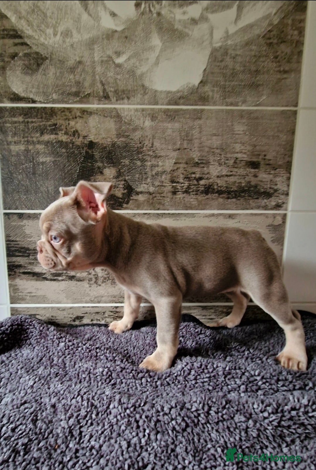 French Bulldog dogs French bulldog - Advert 2