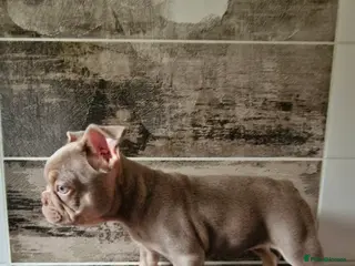 French Bulldog dogs French bulldog - Advert 2