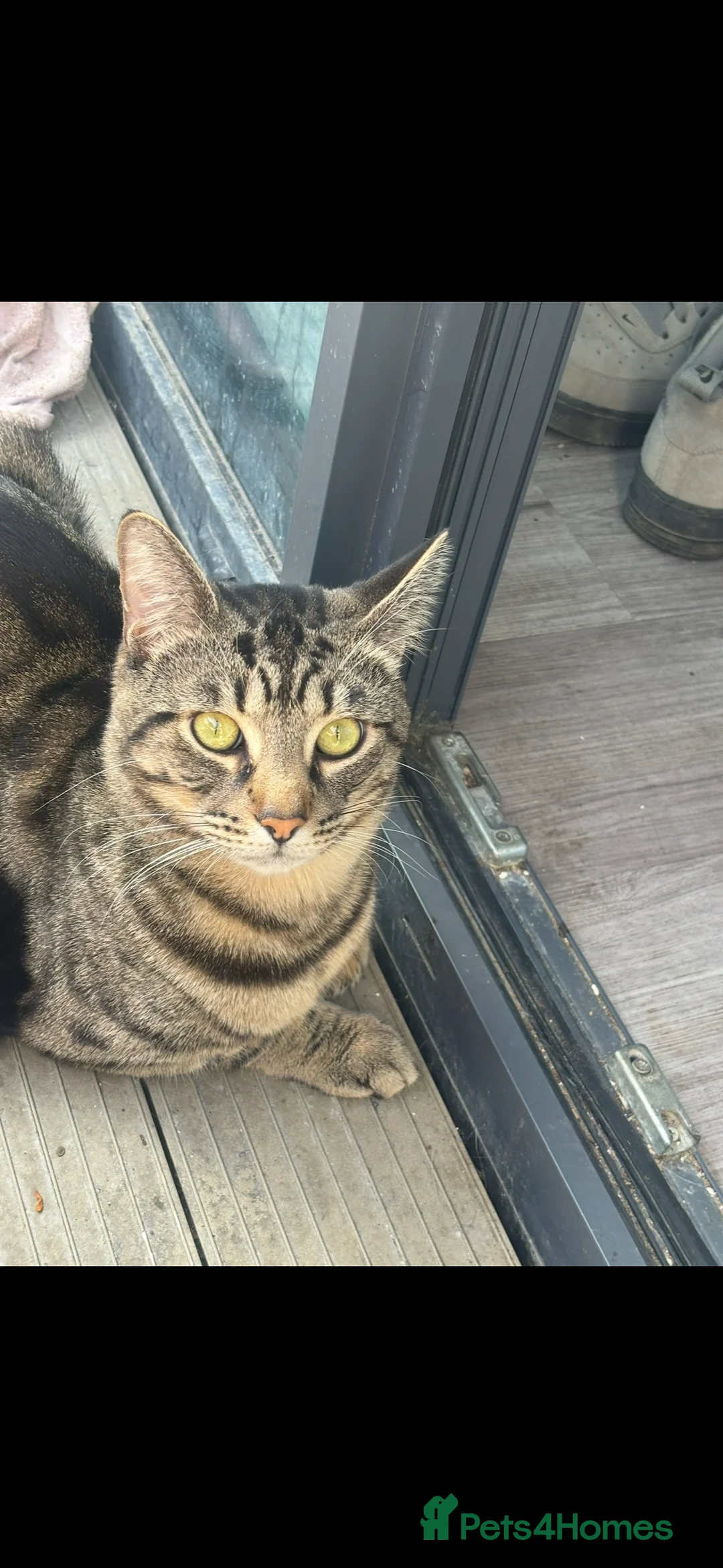 Domestic Shorthair cats for sale: Tassia Thomas - Advert 17