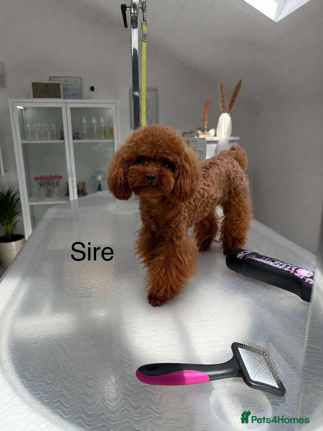 Maltipoo dogs Tiny Asian Maltipoo. DNA tested parents. - Advert 2