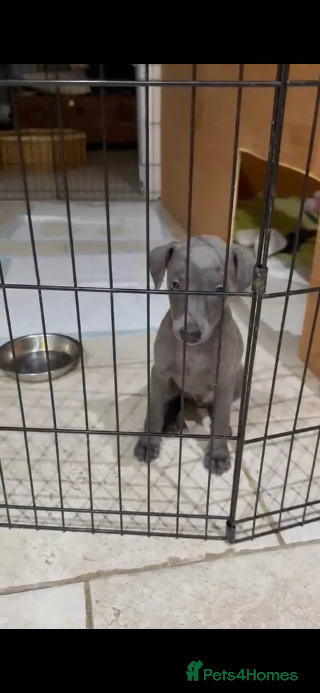 Whippet dogs for stud: Proven KC registered blue whippet for stud in Doncaster - Advert 18