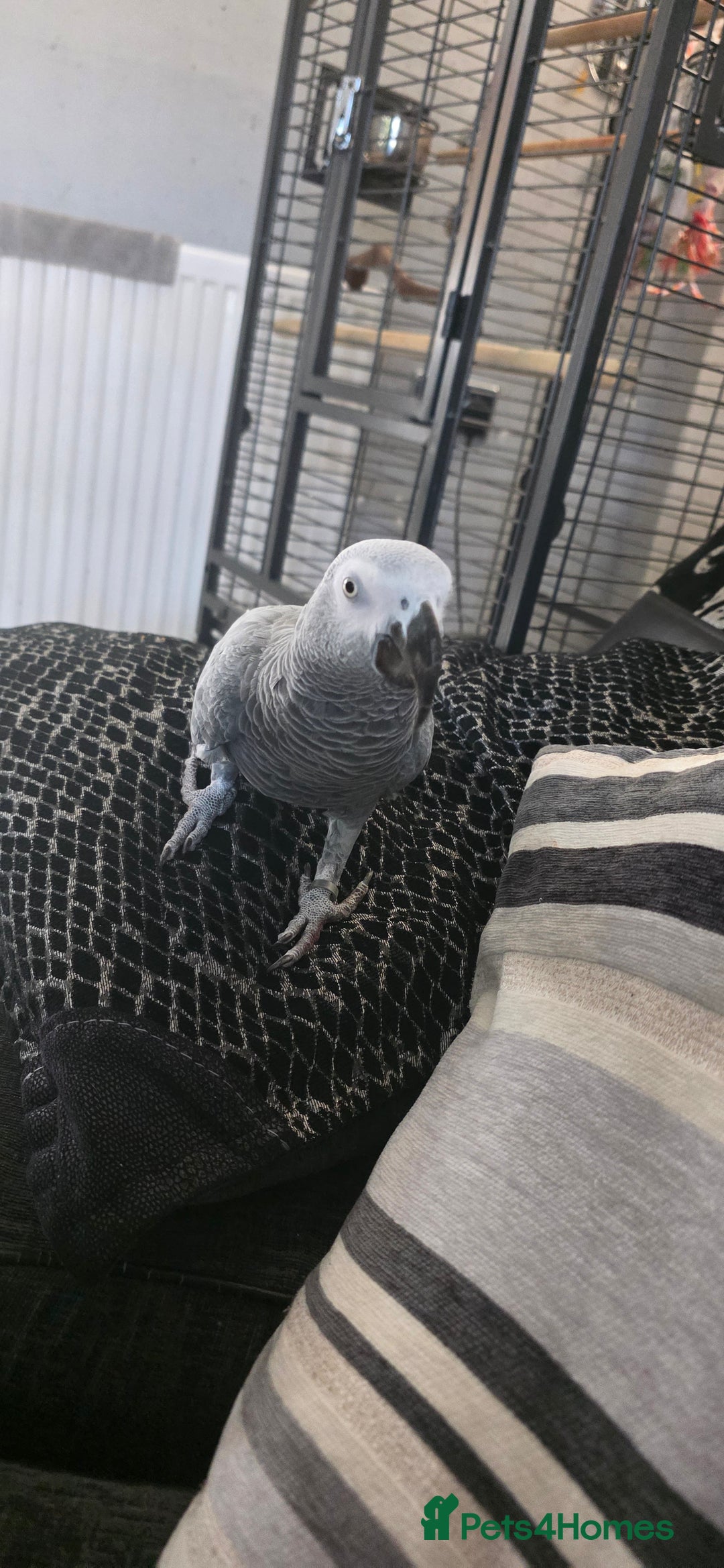Parrots birds for sale: African Grey Parrot  - Advert 3