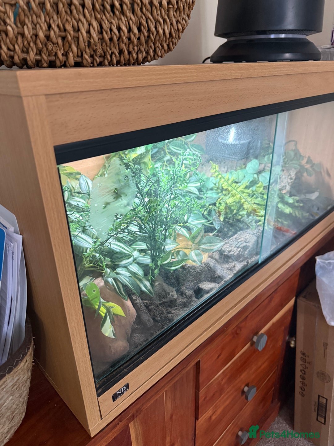Snake reptiles for sale: Female Western Hognose  - Image 12