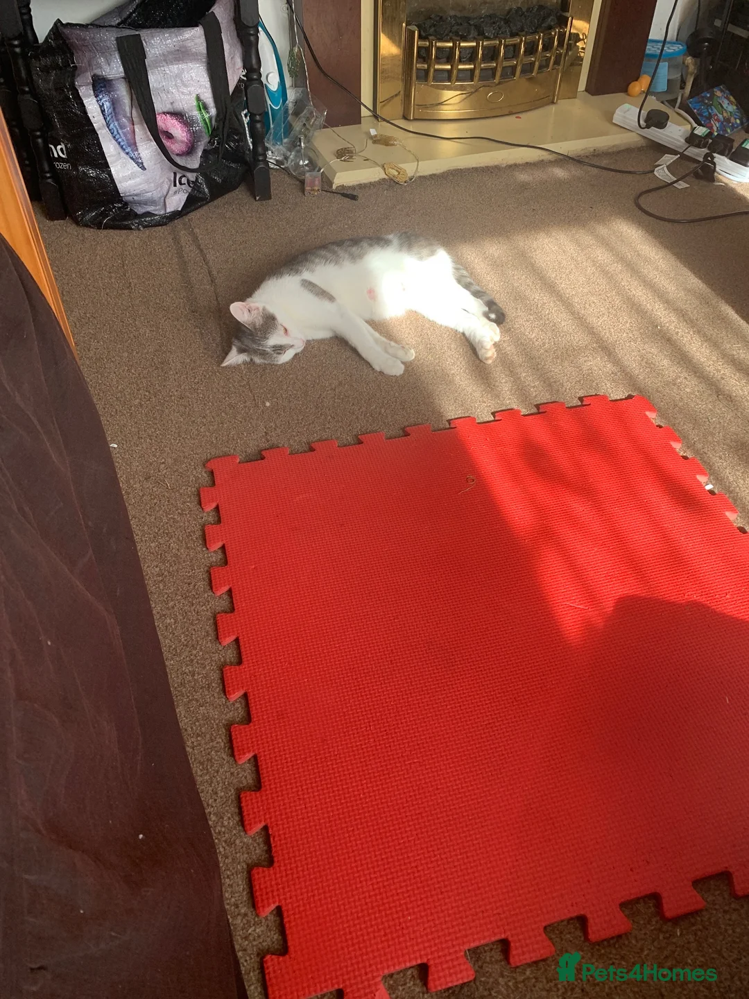 Mixed Breed cats for sale: 3 female  in Leicester - Advert 2