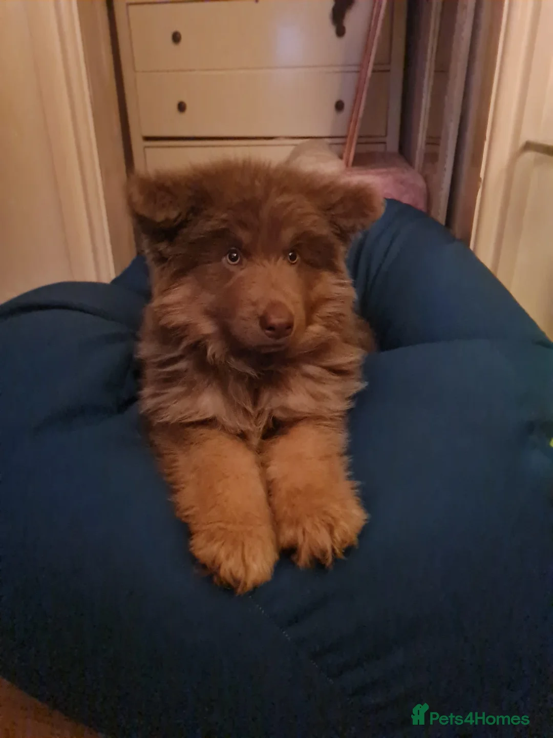 German Shepherd dogs for sale: Meet Sixty. Our Beautiful Isabella German Shepherd - Advert 31