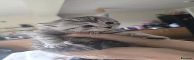 Persian 6