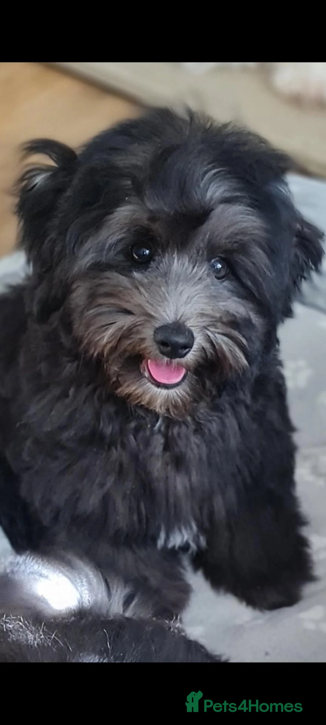 Coton De Tulear dogs for sale: Cotonpoo/Cotonoodle puppies  - Advert 2