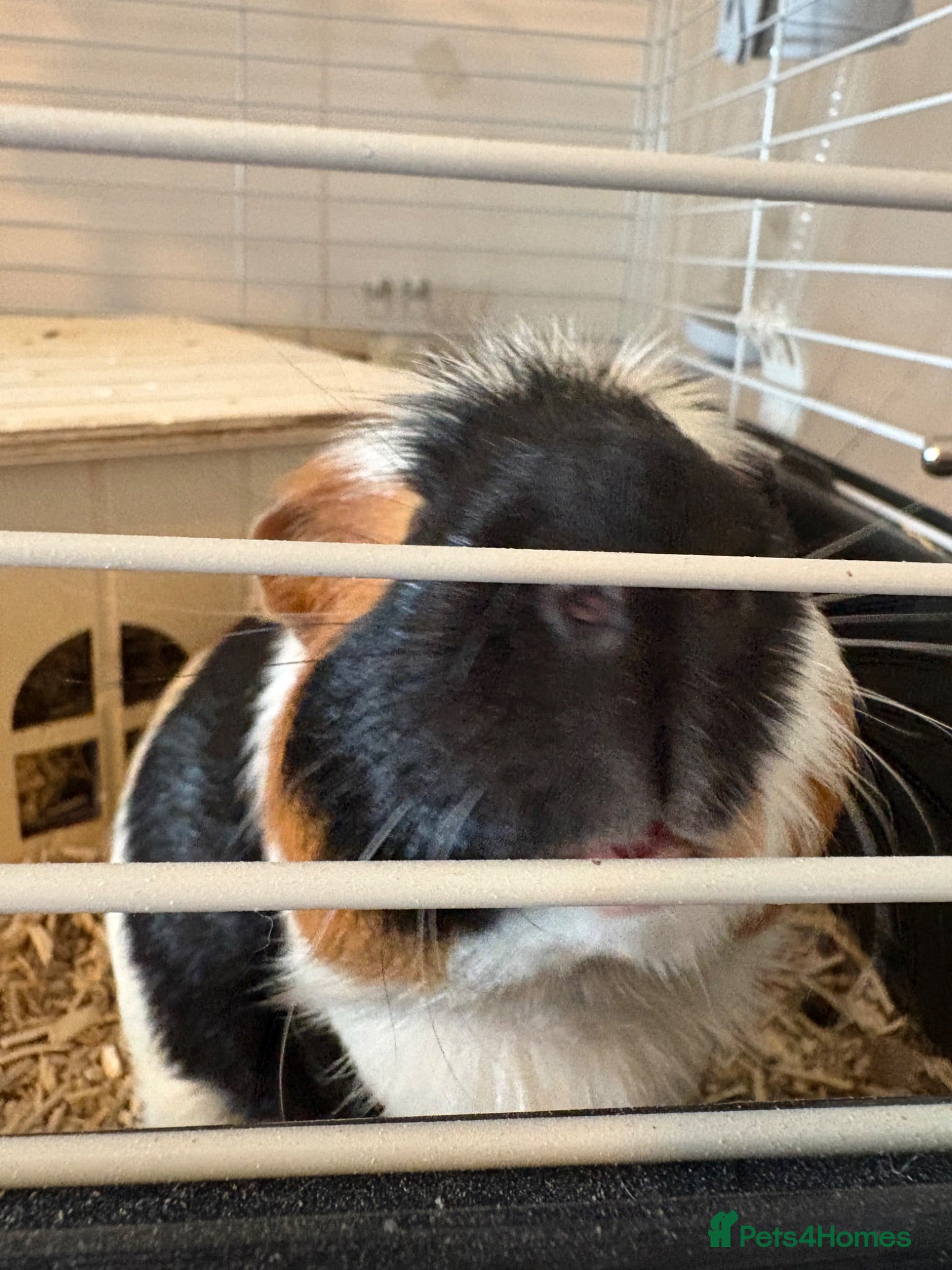 Guinea Pig rodents male guinea pig - Advert 1