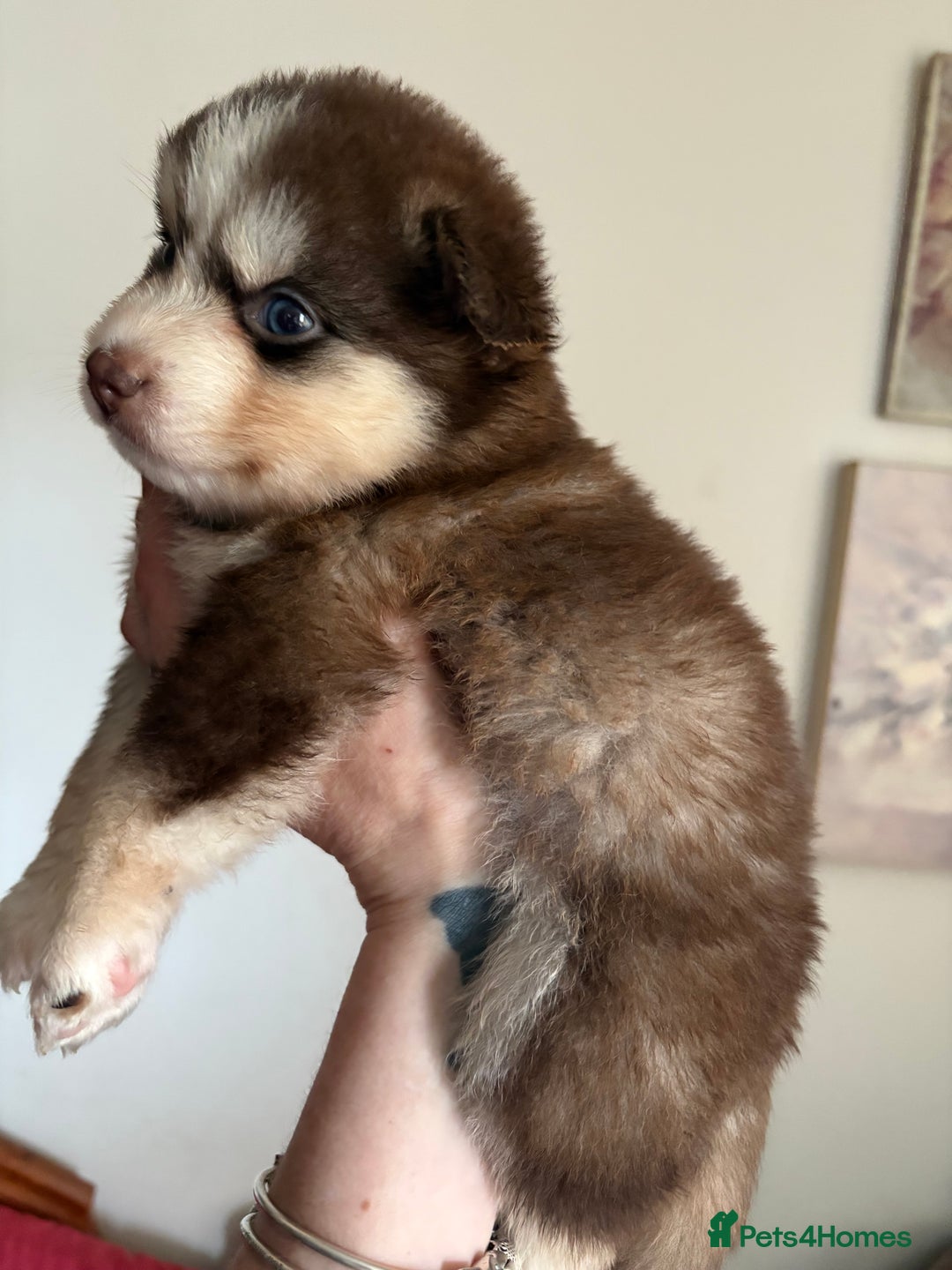 Pomsky dogs for sale: Champion bloodline f4 pomskys - Image 17