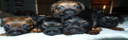 Border Terrier dogs for sale: BORDER TERRIERS PUPPIES - Advert 23