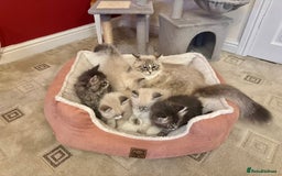 Siberian cats for sale: Stunning Siberian Kittens - Image 8
