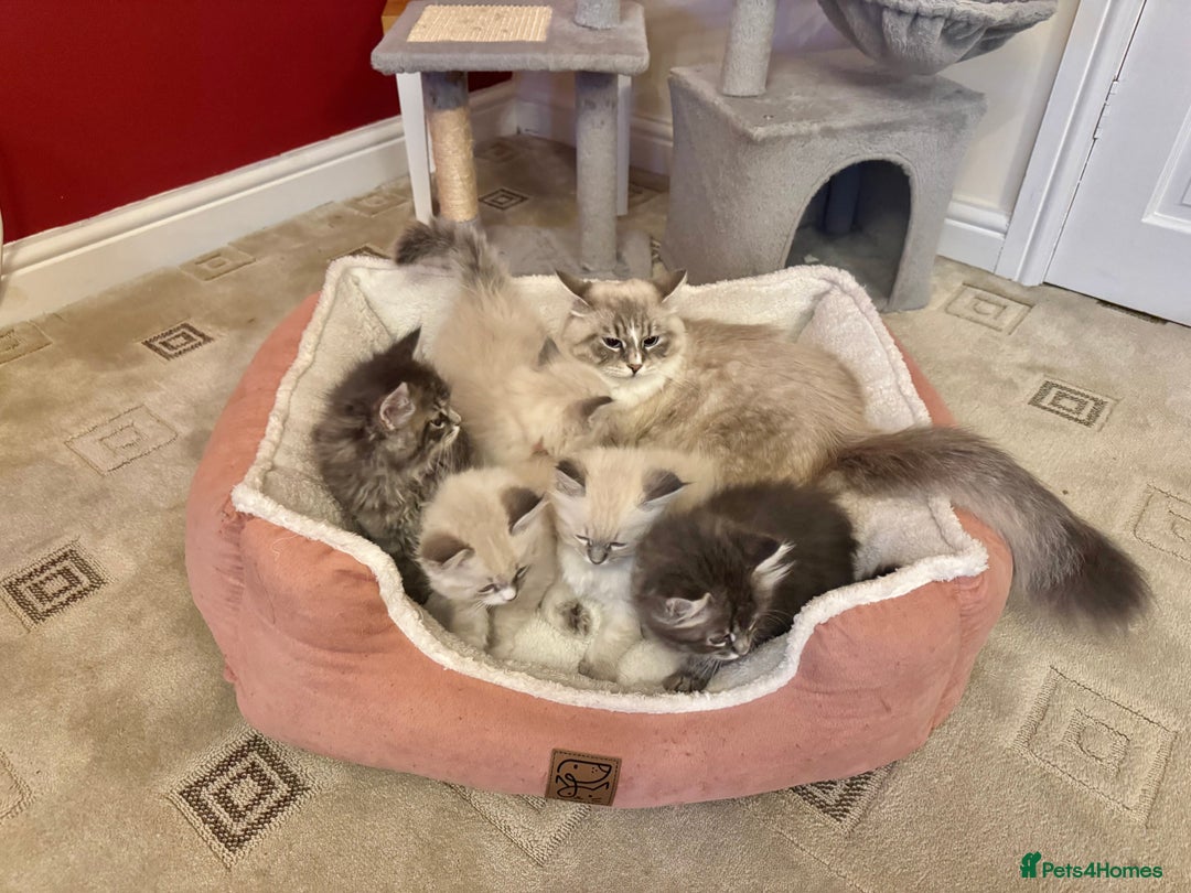 Siberian cats for sale: Stunning Siberian Kittens - Image 8