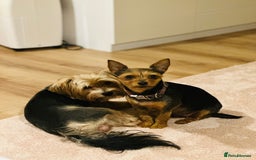 Mixed Breed dogs for sale: Yorki Puppies available from 21/12/25 - Advert 14