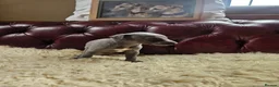 Whippet dogs for sale: Exquisite litter of whippet puppies  in Ormskirk - Advert 15
