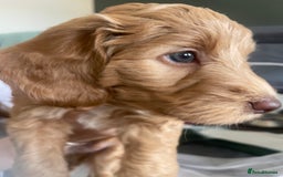 Cockapoo dogs for sale: 4 beautiful cockapoo puppies can be now be viewed  - Image 11