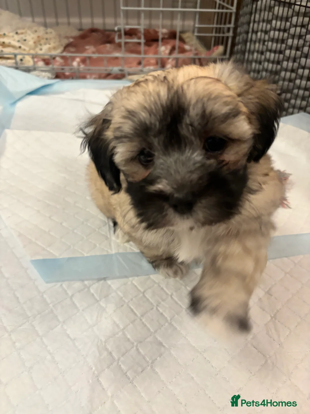 Maltipoo dogs for sale: Maltipoo - Advert 25