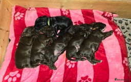 Cocker Spaniel dogs for sale: Cocker spaniel puppies - Image 2