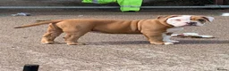 Olde English Bulldogge dogs for sale: Olde English bulldogge  - Advert 34