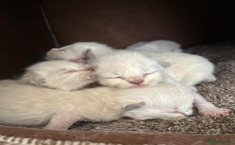Ragdoll cats - Advert 1