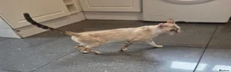 Bengal cats for sale: Snow lynx female  - Advert 1