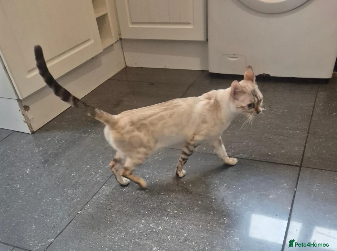 Bengal cats for sale: Snow lynx female  - Advert 1