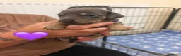 Jackshund dogs for sale: Jackhaunds miniature little - Advert 7