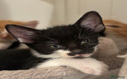 Domestic Shorthair cats for sale: Beautiful friendly Kittens  - Image 19