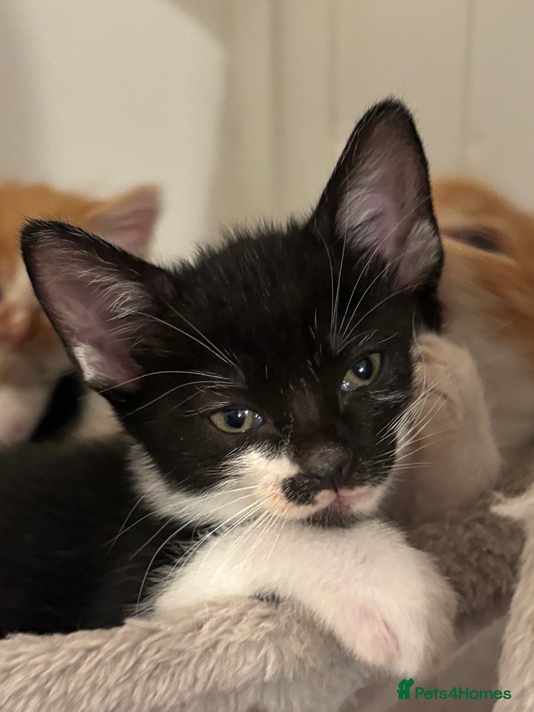 Domestic Shorthair cats for sale: Beautiful friendly Kittens  - Image 19