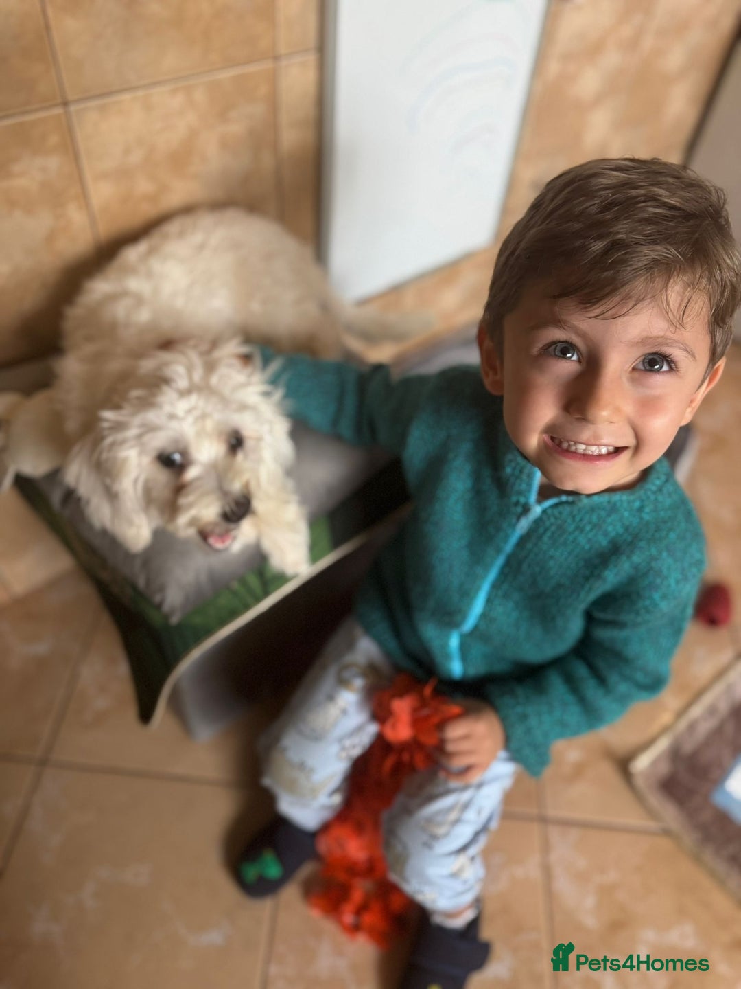 Bichon Frise dogs for adoption: Meet PACO - a Lovely little boy, for a Loving Home - Image 15