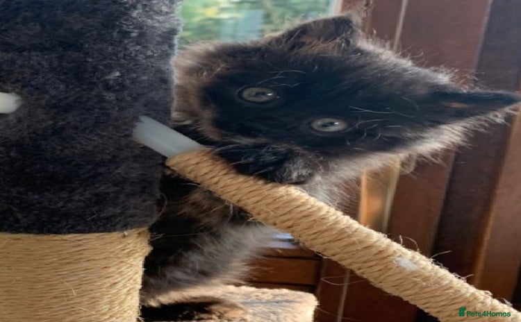 Mixed Breed cats - Advert 1