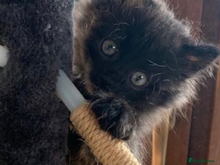 Mixed Breed cats - Advert 12