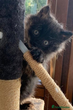 Mixed Breed cats - Advert 1