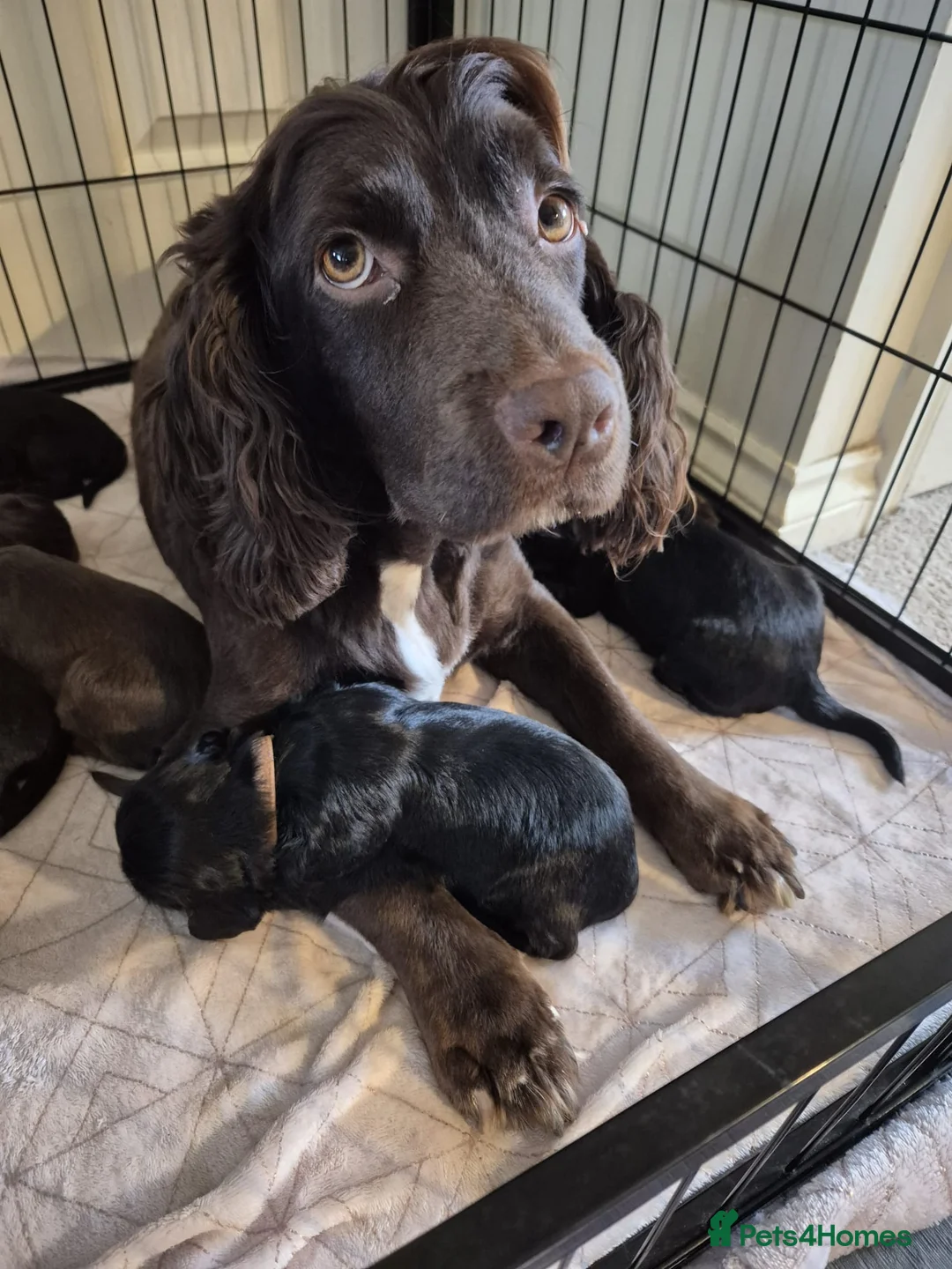Sprocker dogs for sale: Exceptional home reared sprocker spaniel puppies.  - Advert 8