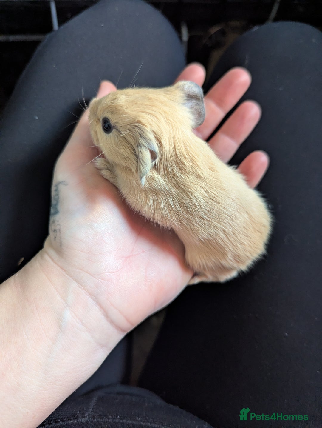 Guinea Pig rodents for sale: Baby guinea pigs  - Advert 9