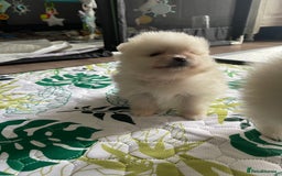 Pomeranian dogs for sale: Pomeranian Puppies – Ready Soon  - Image 10
