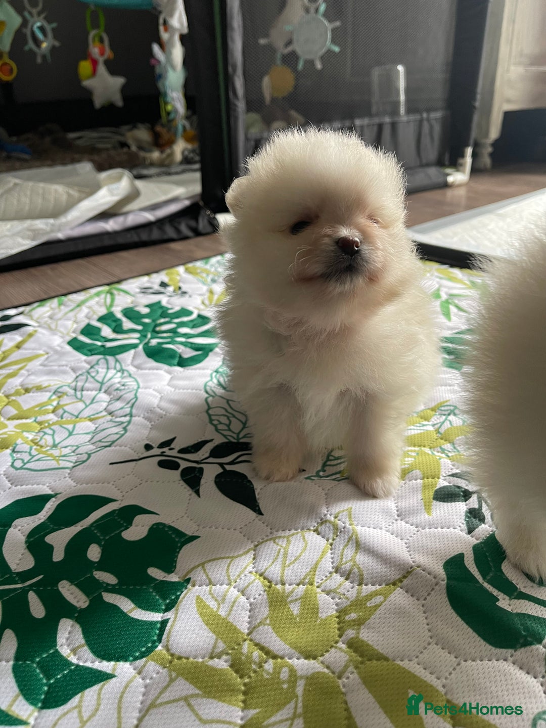 Pomeranian dogs for sale: Pomeranian Puppies – Ready Soon  - Image 10