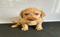 Mixed Breed dogs for sale: Stunning vizapoo puppies  - Image 11