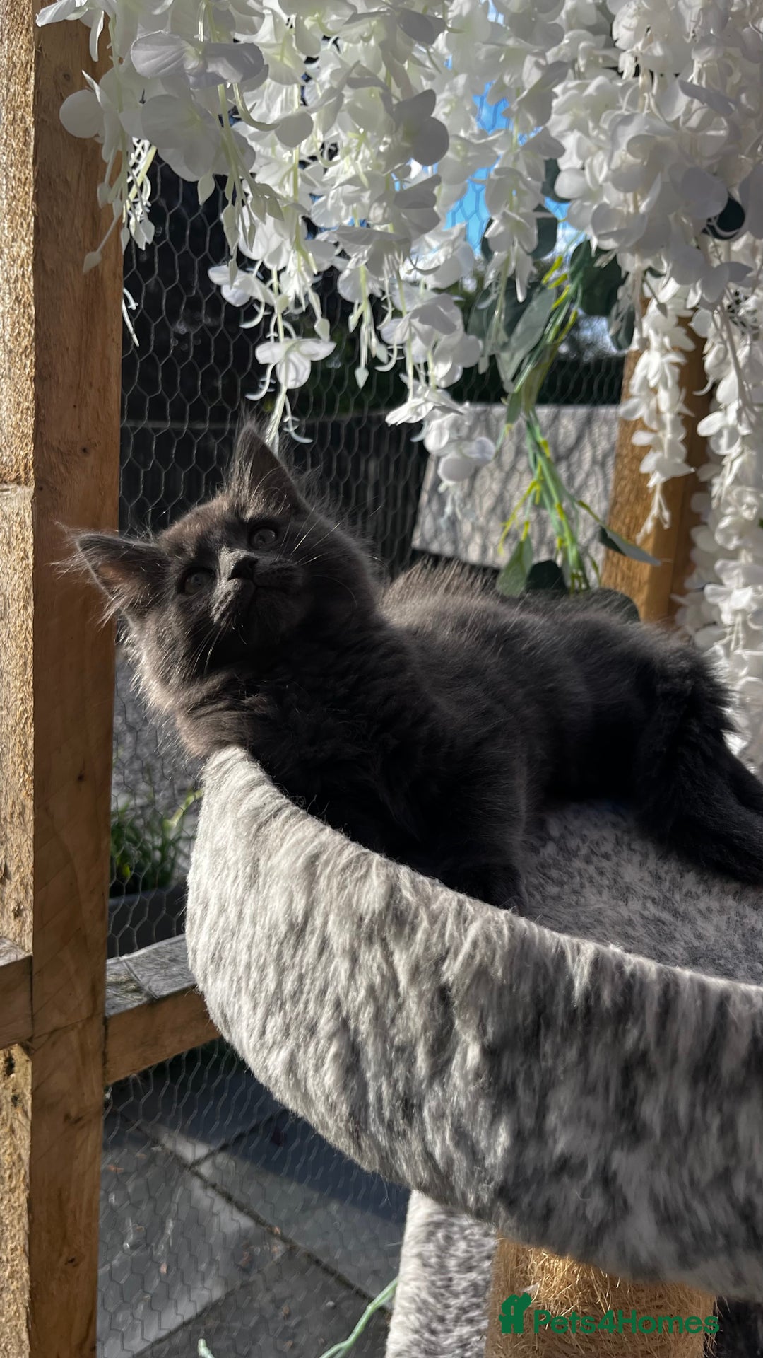 Ragcoon cats for sale: Beautiful ragcoon kittens - Image 14