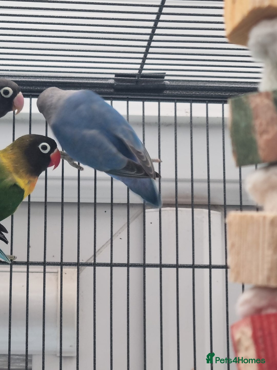 Lovebirds birds for sale: Blackmasked baby lovebird for sale.  - Advert 10