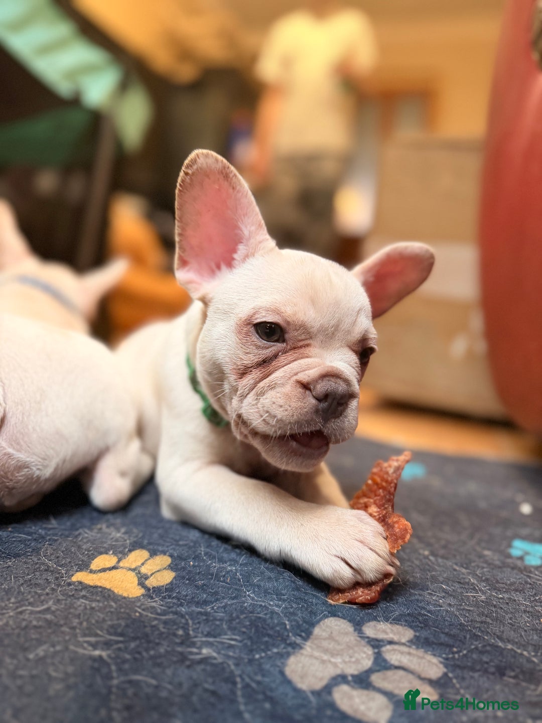 French Bulldog dogs for sale: Beautiful French Bulldog Puppies - Advert 27